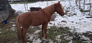 Cal de vanzare Pur Sange  - imagine 3