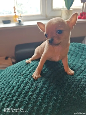 Vand Pui Chihuahua Baietel in varsta de 2 Luni - imagine 3