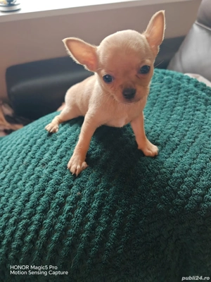 Vand Pui Chihuahua Baietel in varsta de 2 Luni - imagine 4