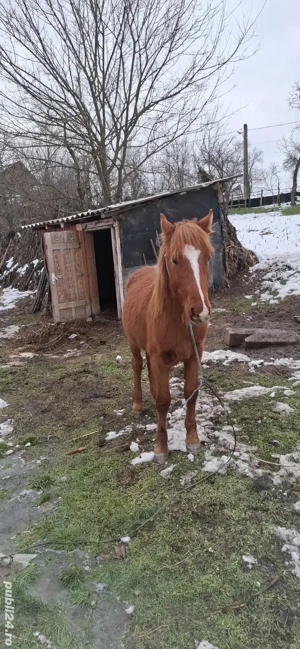 Cal de vanzare Pur Sange  - imagine 2