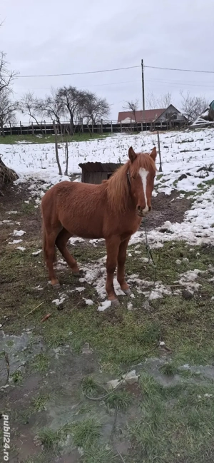 Cal de vanzare Pur Sange 