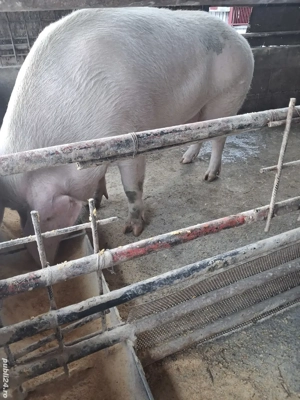 de vânzare scroafă 270 kg rasă marele alb crescută la țară ofer transport gratuit 