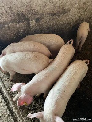 Scrofite Landrace danez reproductie - imagine 3