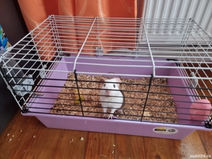 Porcusor de Guineea si cusca cu accesorii