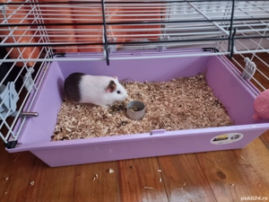 Porcusor de Guineea si cusca cu accesorii - imagine 2