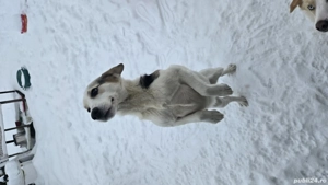 Cățel Căței spre Adopție  - imagine 3