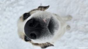 Cățel Căței spre Adopție 