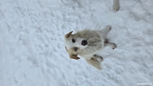 Cățel Căței spre Adopție  - imagine 2