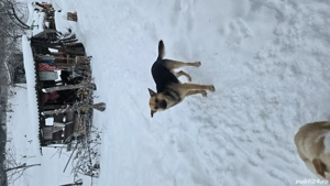 Cățel Căței spre Adopție  - imagine 4