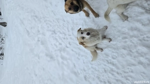 Cățel Căței spre Adopție  - imagine 5