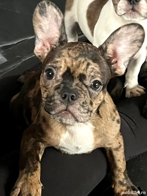 Buldog francez disponibili