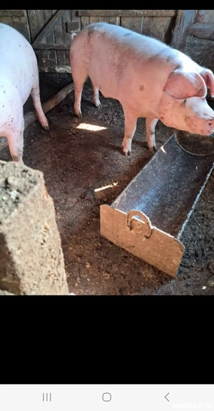 Vând porci  de carne  greutatea cuprinsa între 150 și 200  - imagine 2