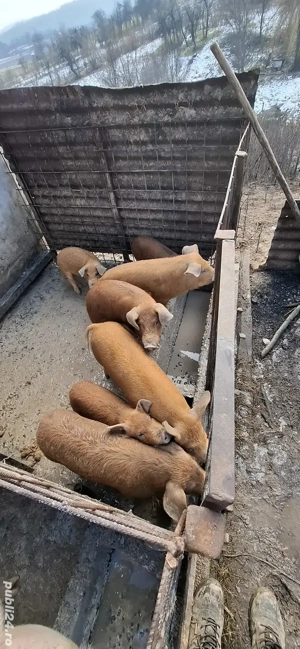 Purcei de vanzare Duroc - imagine 3