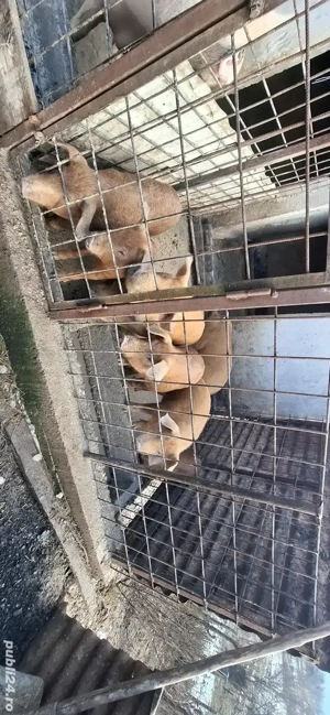 Purcei de vanzare Duroc - imagine 4