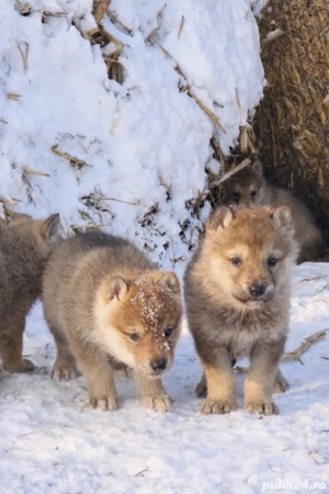 Vând pui lup cehoslovac 