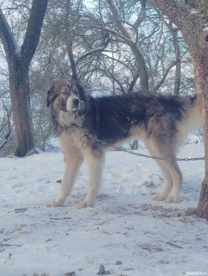 mascul Ciobanesc romanesc carpatin 