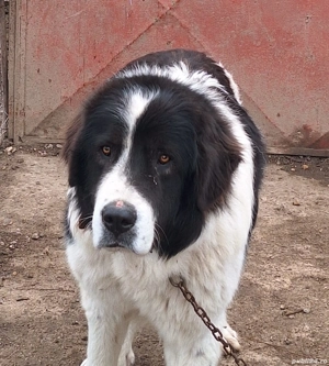 Mascul Ciobanesc de Bucovina 