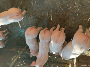 Vand      purcei        . - imagine 4