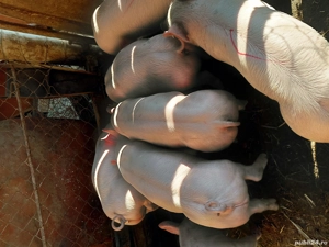 Vand      purcei        . - imagine 2