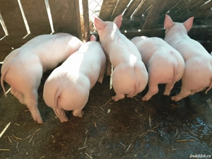 Vand      purcei     . - imagine 3