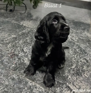 Cocker Spaniel vaccinati,deparaziti, microcipati, carnet de sanatate  - imagine 3