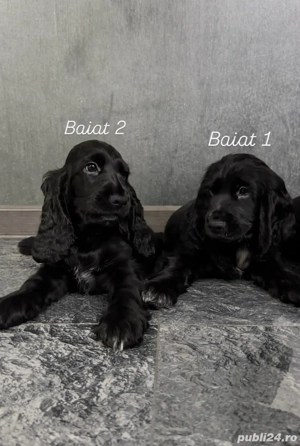 Cocker Spaniel vaccinati,deparaziti, microcipati, carnet de sanatate 