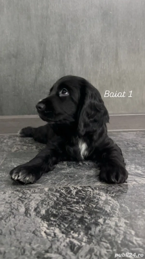 Cocker Spaniel vaccinati,deparaziti, microcipati, carnet de sanatate  - imagine 2