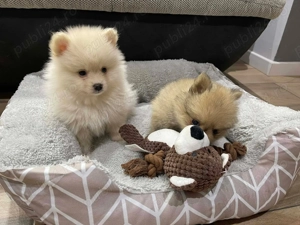 Vând puii de Pomeranian  - imagine 2