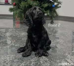 Cocker Spaniel vaccinati,deparaziti, microcipati, carnet de sanatate  - imagine 4