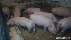 Porci de rasa de vanzare ( de  3 luni ) - imagine 2