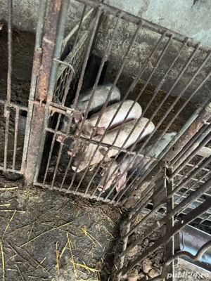 Porci de rasa de vanzare ( de  3 luni ) - imagine 4