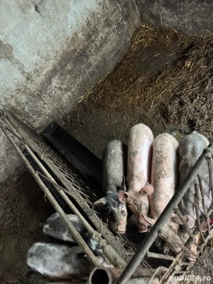 Porci de rasa de vanzare ( de  3 luni ) - imagine 3