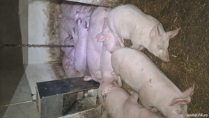 Scrofite de reproductie marele alb cu landras bine dezvoltate - imagine 3