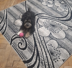 Bichon Bolognese Fetita