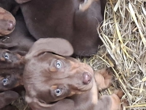 Catelusii cauta casa noua  - imagine 2