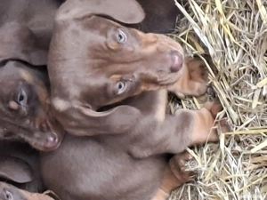 Catelusii cauta casa noua 