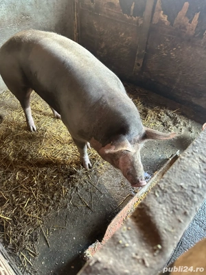  vand purcea - imagine 3