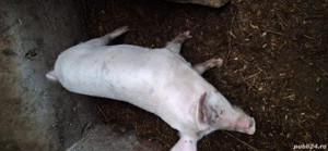 porc și șoldani de vânzare  - imagine 2