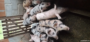 porc și șoldani de vânzare 