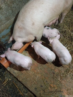 Animale defermaporci - imagine 2