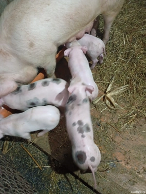 Animale defermaporci