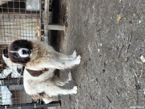 Vand mascul ciobanesc bucovina 