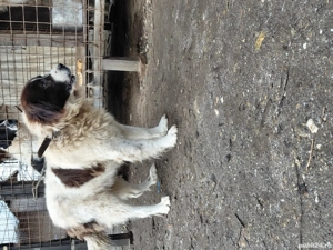 Vand mascul ciobanesc bucovina  - imagine 2