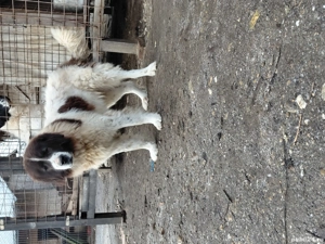 Vand mascul ciobanesc bucovina  - imagine 3