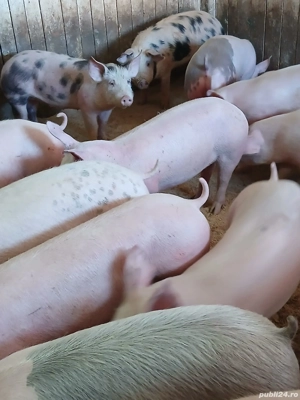 porci de carne  - imagine 3