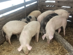 Soldani disponibili  - imagine 2