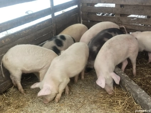 Soldani disponibili  - imagine 3