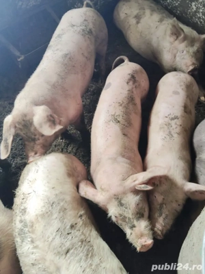 vind purcei  - imagine 2