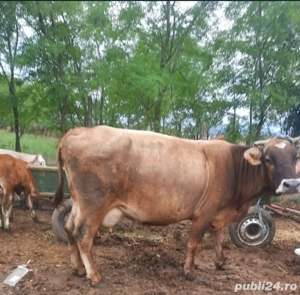 Vând lapte și brânză de la animăluțul din poză