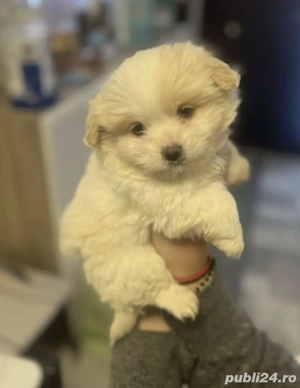 Bichon Havanez puiuți  - imagine 3